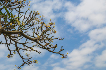 Plumeria flower background in the sky
