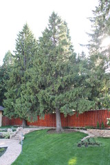 Green grass in the garden. Bright colours. Nature