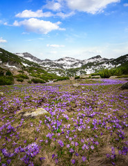 Beautiful field of violet crocus flowers front of the Pirin mountain covered with snow at spring time in Bulgaria. Landscape