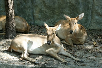 Light brown hair deers are lying down on ground, sun light on body Thai deer.