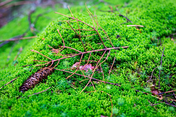 Fallen fir cones and branches on green moss in the forest