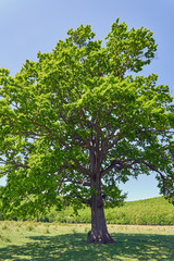 Fototapeta na wymiar Big old oak tree