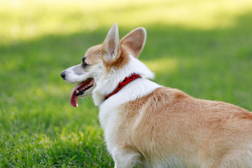 Red and Black Tricolour Cardigan Welsh Corgi Pembroke Cardigan play on grass with her puppies 