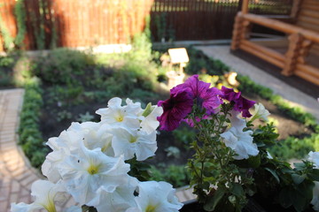 Garden flowers. Bright colours. Nature