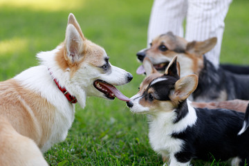 Red and Black Tricolour Cardigan Welsh Corgi Pembroke Cardigan play on grass with her puppies 
