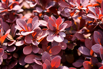 Red boxwood leaves texture close up shot. Bright red and purple buxus background texture. Nature pattern with copy space. Boxtree.             