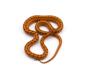 Steppe rat snake top view isolated on white bacground 