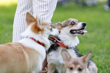 Red and Black Tricolour Cardigan Welsh Corgi Pembroke Cardigan play on grass with her puppies 
