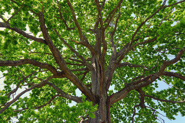 Big oak tree seen from below