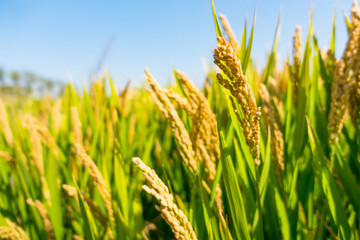 Obraz premium close up of yellow green rice field