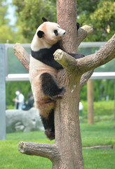 Obraz premium 木登りするパンダ