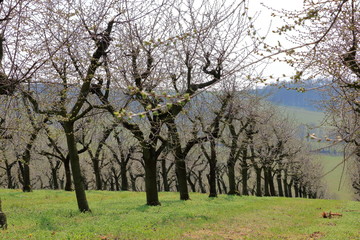 Cherry trees plantation in spring time