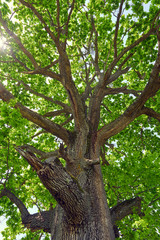 Big oak tree seen from below