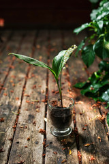 May lily of the valley on the forest terrace © Artur