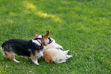 Red and Black Tricolour Cardigan Welsh Corgi Pembroke Cardigan play on grass with her puppies 