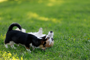 Red and black Welsh Corgi Pembroke cardigan puppies playing on the grass park outdoor