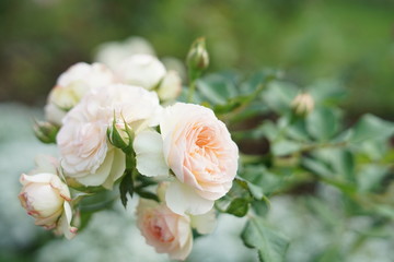 white rose in garden