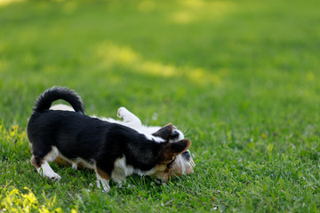 Red and black Welsh Corgi Pembroke cardigan puppies playing on the grass park outdoor