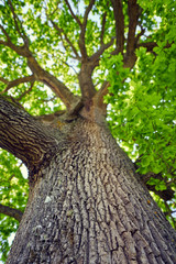 Big oak tree seen from below - obrazy, fototapety, plakaty
