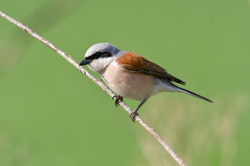 Male of Red-backed shrike. Lanius collurio