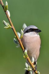 Naklejka premium Male of Red-backed shrike. Lanius collurio