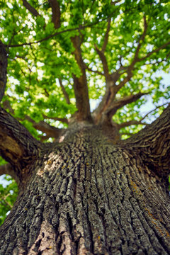 Big oak tree seen from below