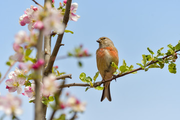 A Linnet, or common Linnet, (Linaria cannabina), male, perched on a branch