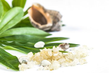 Obraz na płótnie Canvas Spa concept of beauty treatments and procedures. Sea salt close-up and sea shells on green leaves on a white background.
