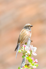A Linnet, or common Linnet, (Linaria cannabina), male, perched on a branch