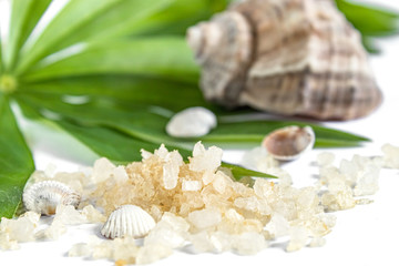 Spa concept of beauty treatments and procedures. Sea salt and sea shells close-up on green leaves on a white background.