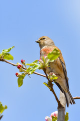 A Linnet, or common Linnet, (Linaria cannabina), male, perched on a branch