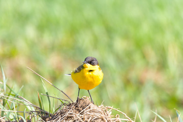 Bird - Yellow Wagtail (Motacilla flava) male, spring time