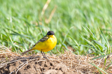 Bird - Yellow Wagtail (Motacilla flava) male, spring time