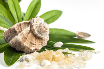 Spa concept of beauty treatments and procedures. Sea salt and sea shells close-up on green leaves on a white background.