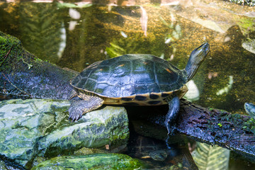 a Chinese stripe-necked turtle stands on the stone. This is one of the two most commonly found species used for divination that have been recovered from Shang dynasty sites.