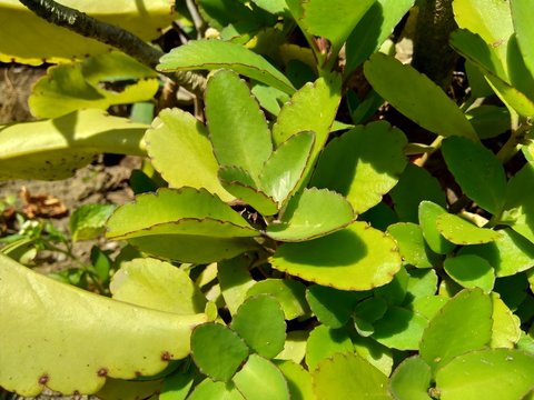 Close up bryophyllum pinnatum (air plant, cathedral bells, life plant, miracle leaf, Goethe plant, Kalanchoe pinnata, cocor bebek) with a natural background. Succulent plant native to Madagascar.