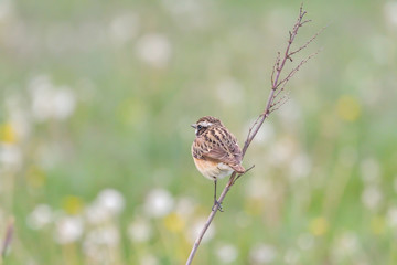 Whinchat in natural habitat (saxicola rubetra)