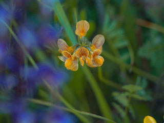 Fototapeta premium Orchidée sauvage