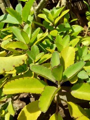 Close up bryophyllum pinnatum (air plant, cathedral bells, life plant, miracle leaf, Goethe plant, Kalanchoe pinnata, cocor bebek) with a natural background. Succulent plant native to Madagascar.