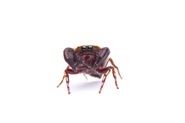 jumping spider isolated on white background.