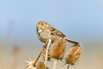 Corn bunting Emberiza calandra perched on a branch