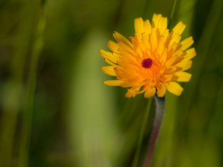 Fleur jaune & cœur orange