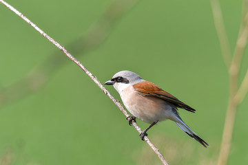 Male of Red-backed shrike. Lanius collurio