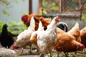 Red chicken walking in paddock. Ordinary red rooster and chickens looking for grains while walking in paddock on farm