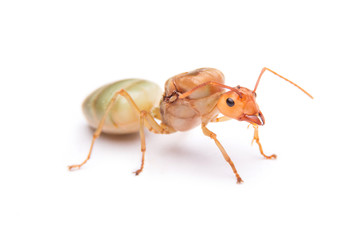 Queen Red Ant. Queen isolated on white background.