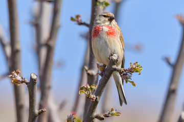 A Linnet, or common Linnet, (Linaria cannabina), male, perched on a branch
