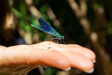 Beautiful green and blue damselfly or dragonfly resting on woman's hand. Concept of environmental...