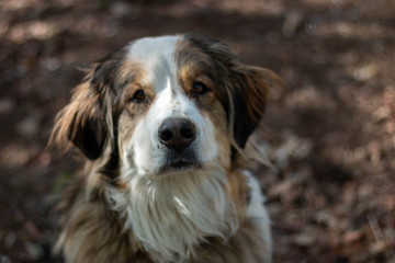portrait big Bernese mountain dog. forest on background.