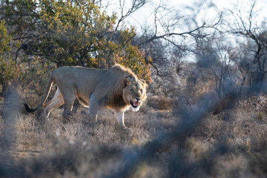 Male lion stalking through the arid Great Karoo bushveld