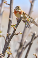 A Linnet, or common Linnet, (Linaria cannabina), male, perched on a branch